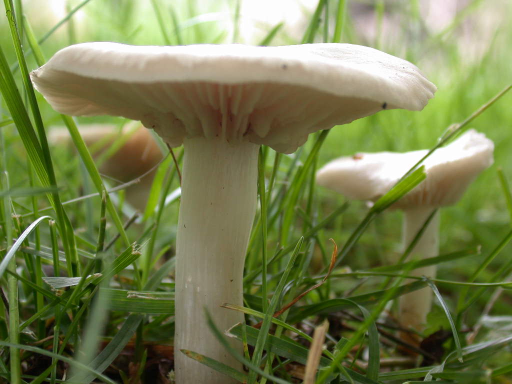 Sotto alberi fruttiferi ....